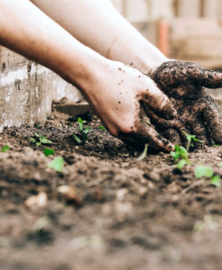 Hands working in a garden bed